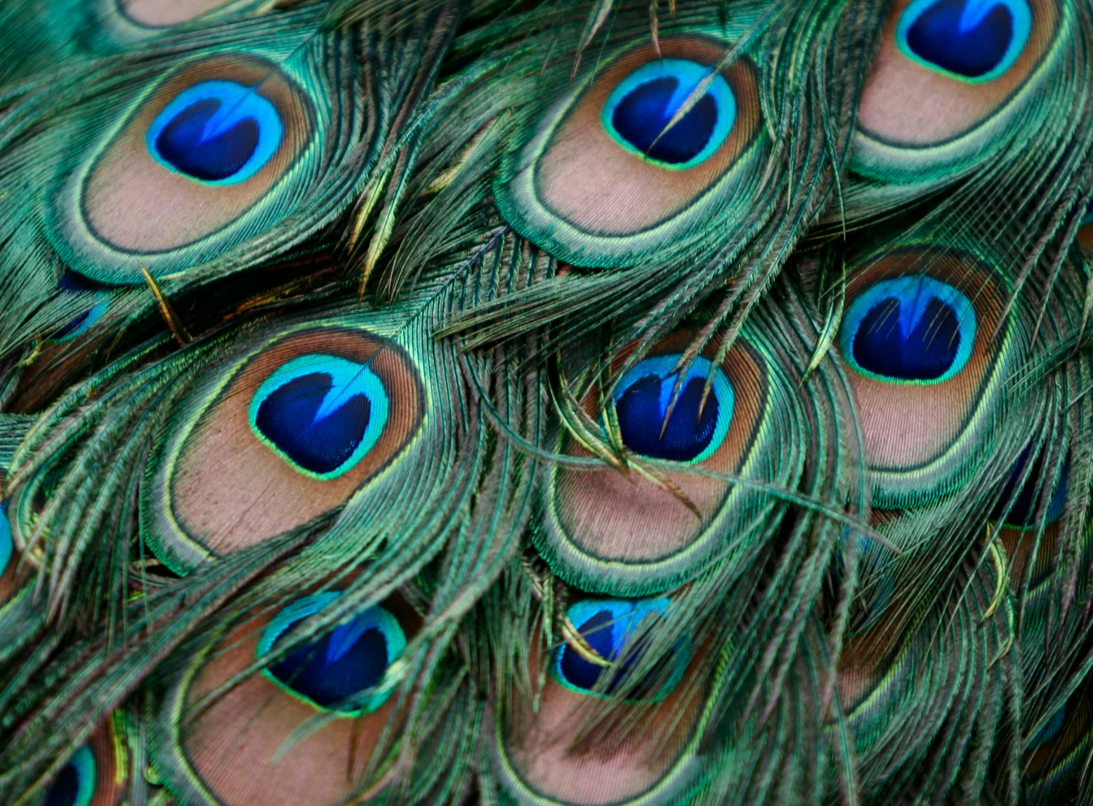 Pop Zig Zag in Peacock